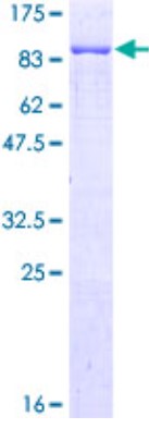SDS PAGE (G3BP1-4609H).jpg